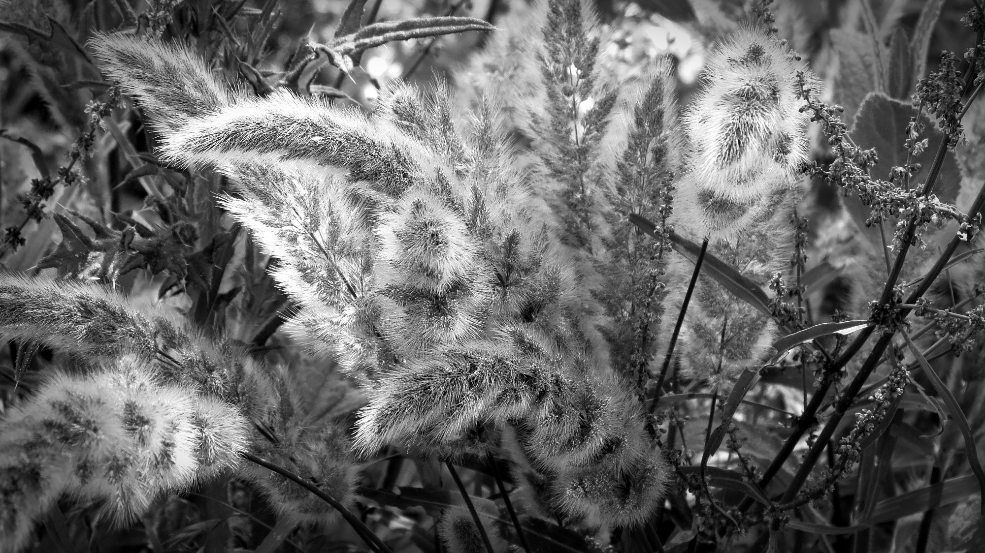 fluffy creek foxtails xvbw.jpg