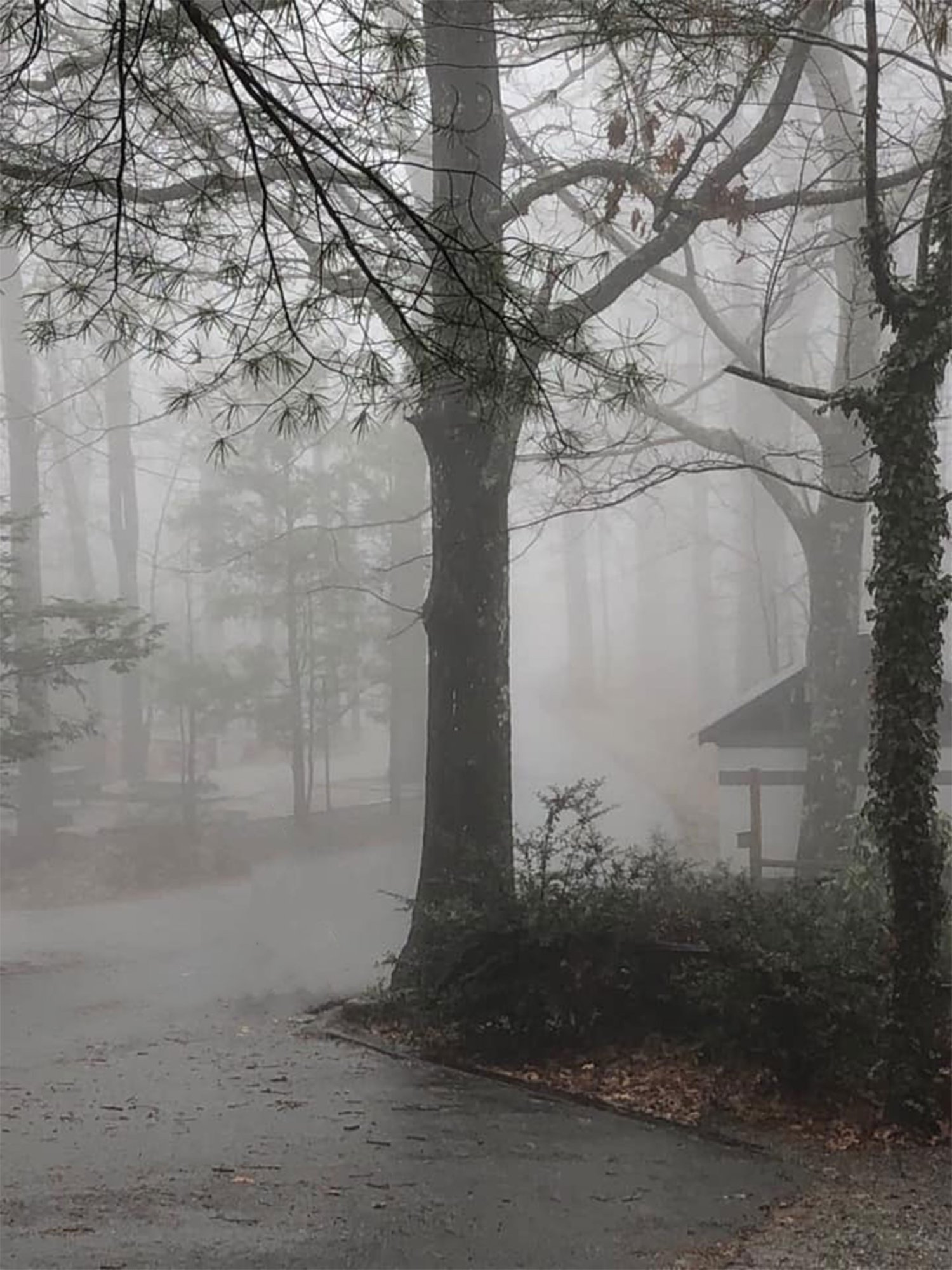 foggy.jpg