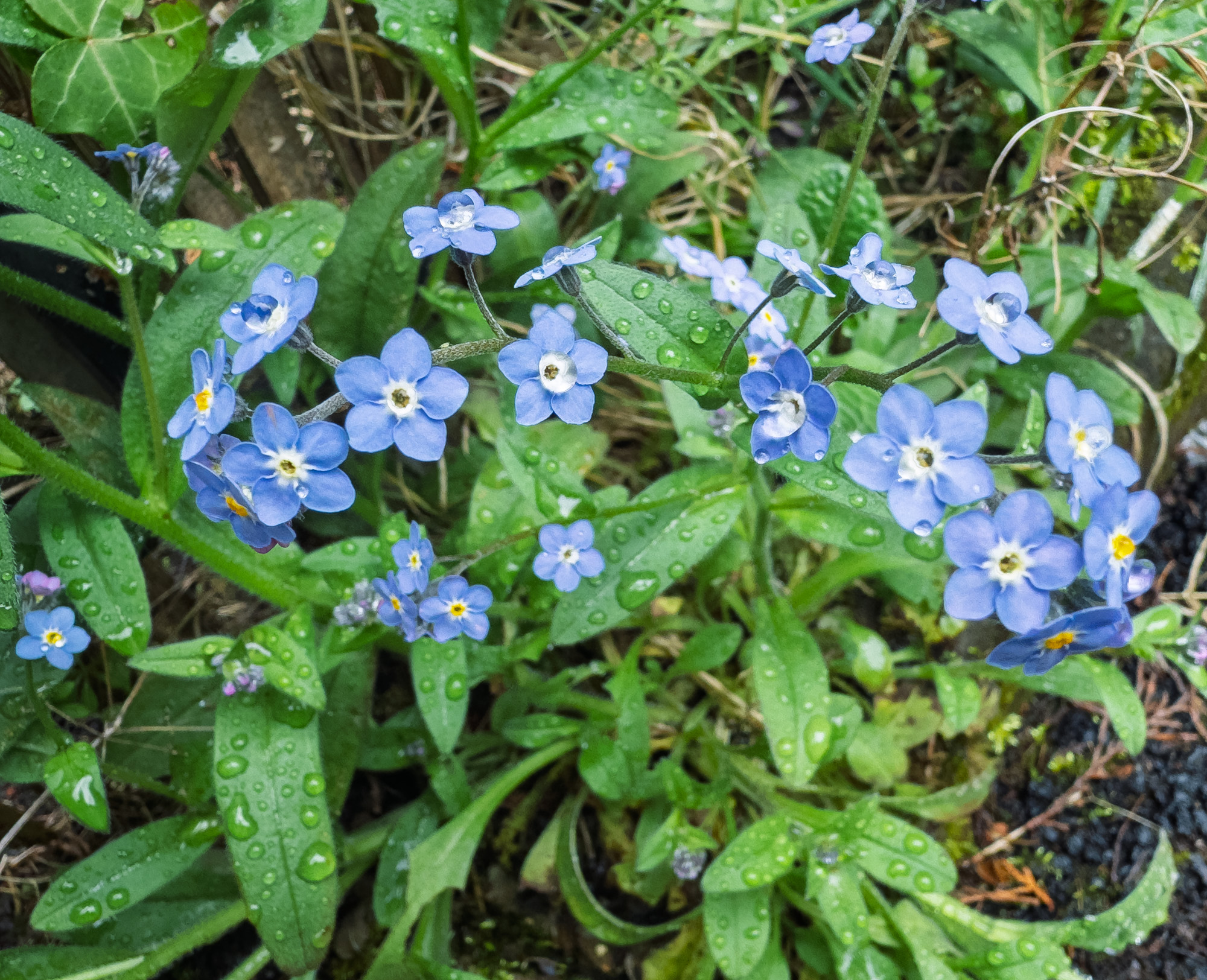 ForgetMeNot20250427.jpg