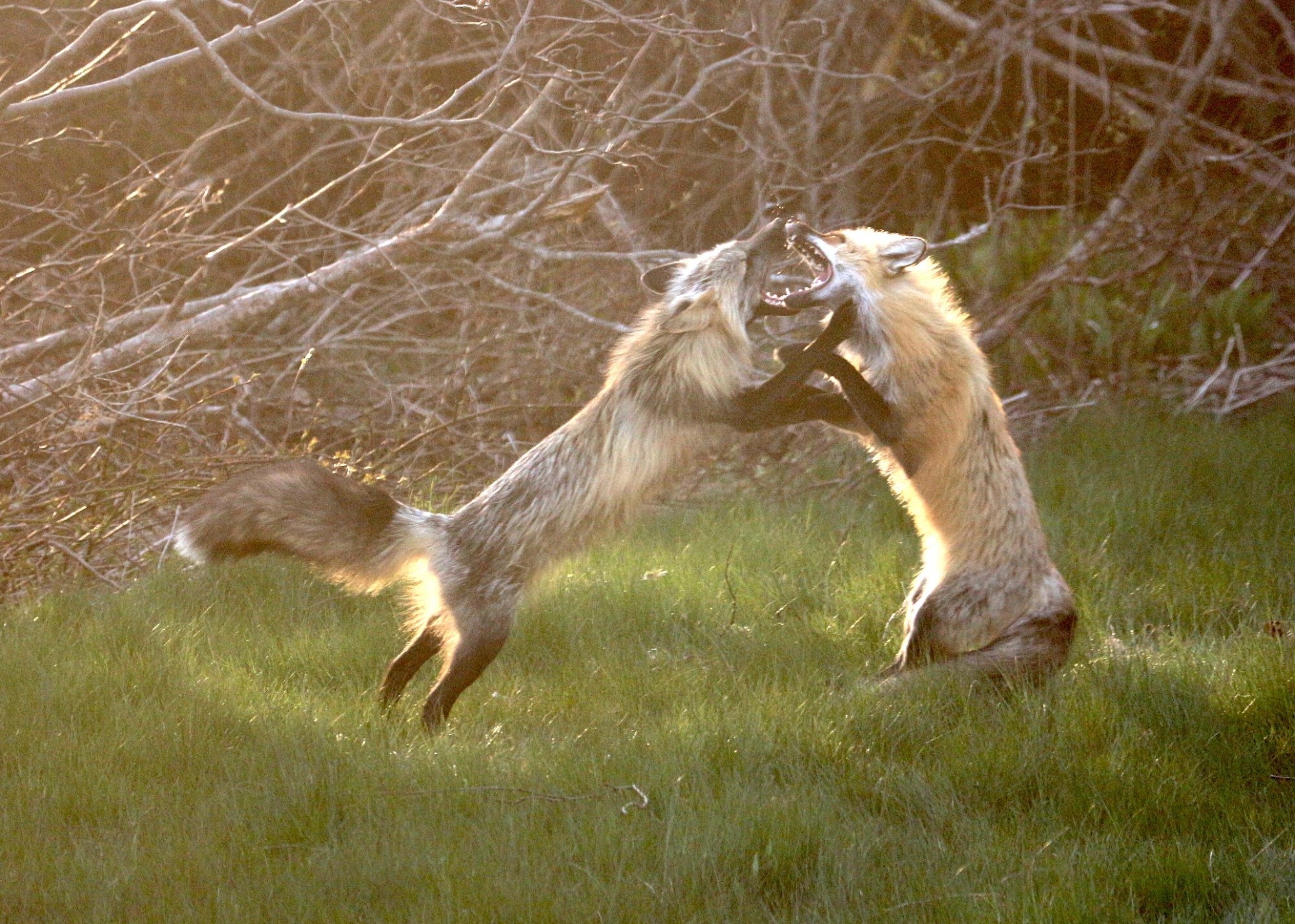foxes playing.JPG