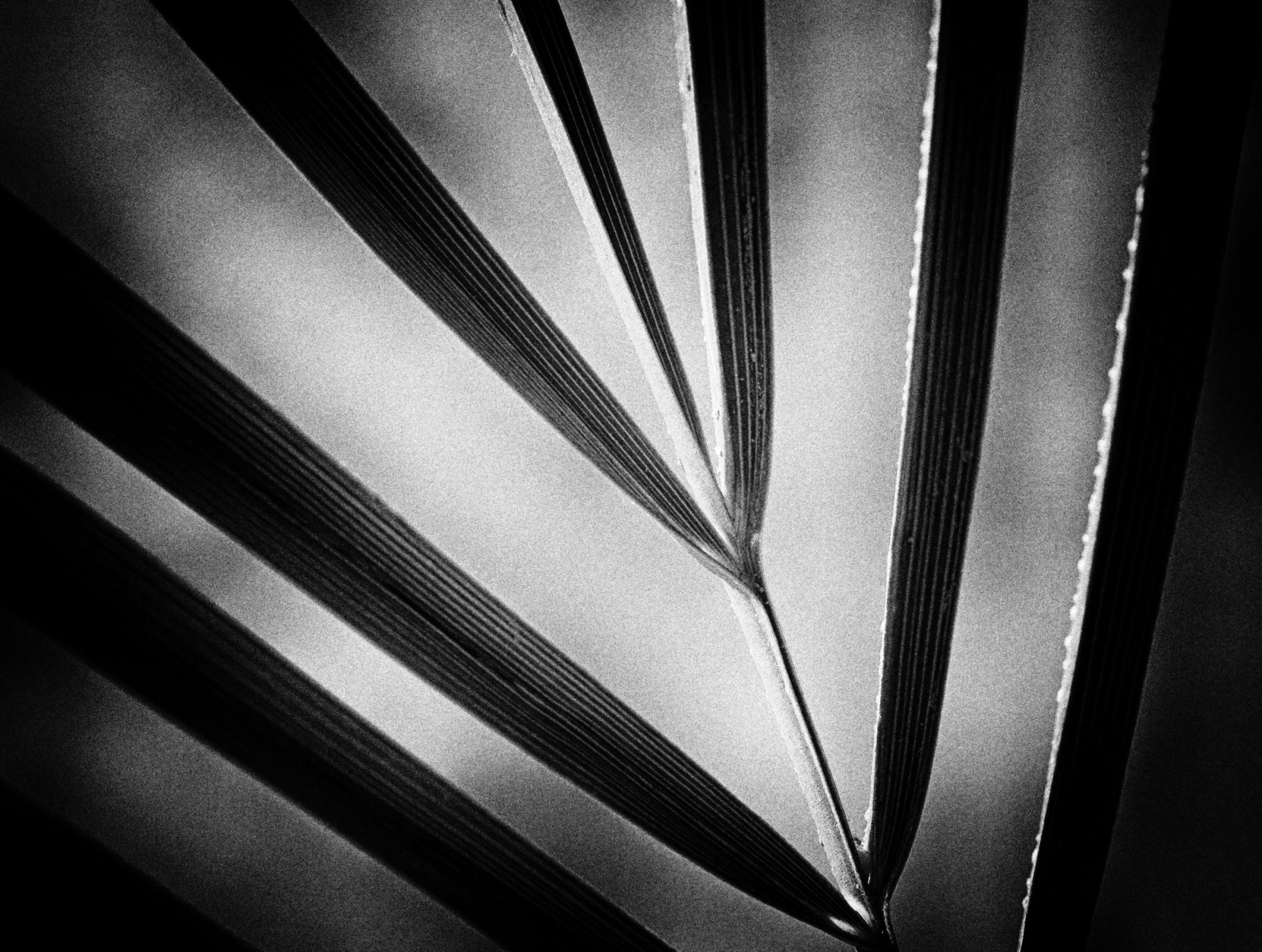 Fronds (B&W).jpeg