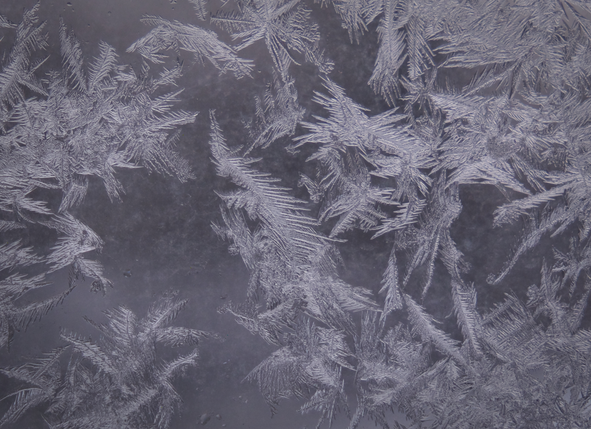 frost2-jpg.819485