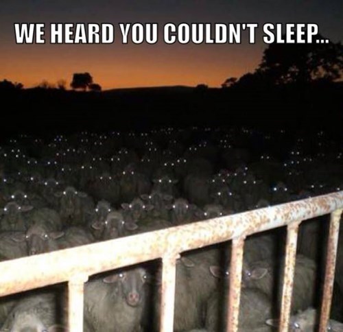 funny-pictures-heard-you-couldnt-sleep-sheep.jpg