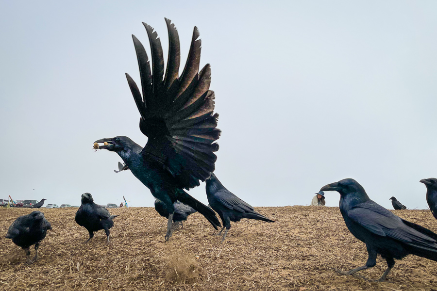 Funston Crows-4.jpg