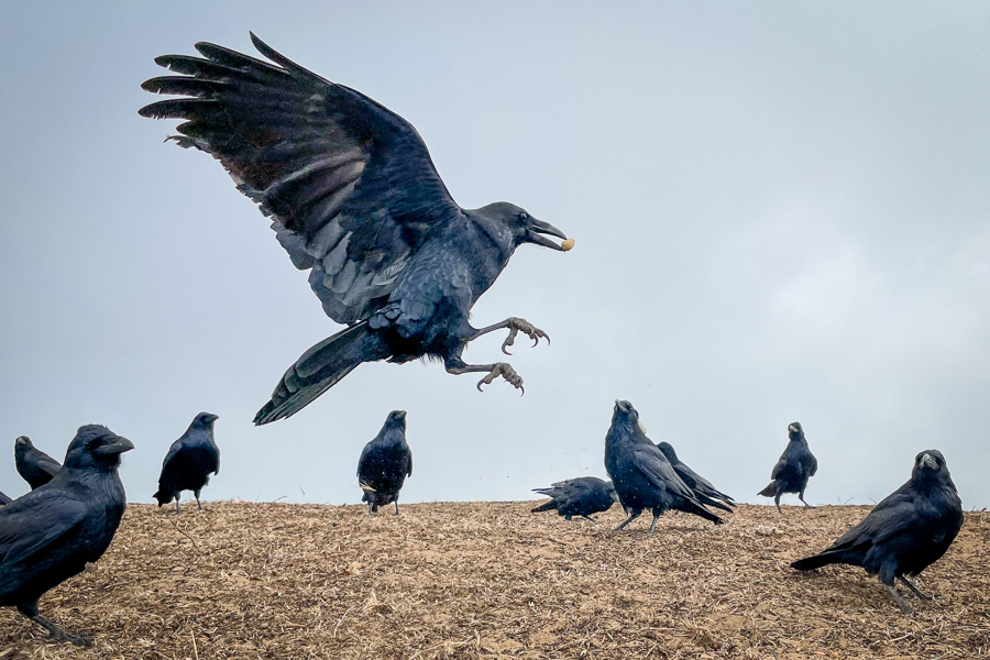 Funston Crows.jpg