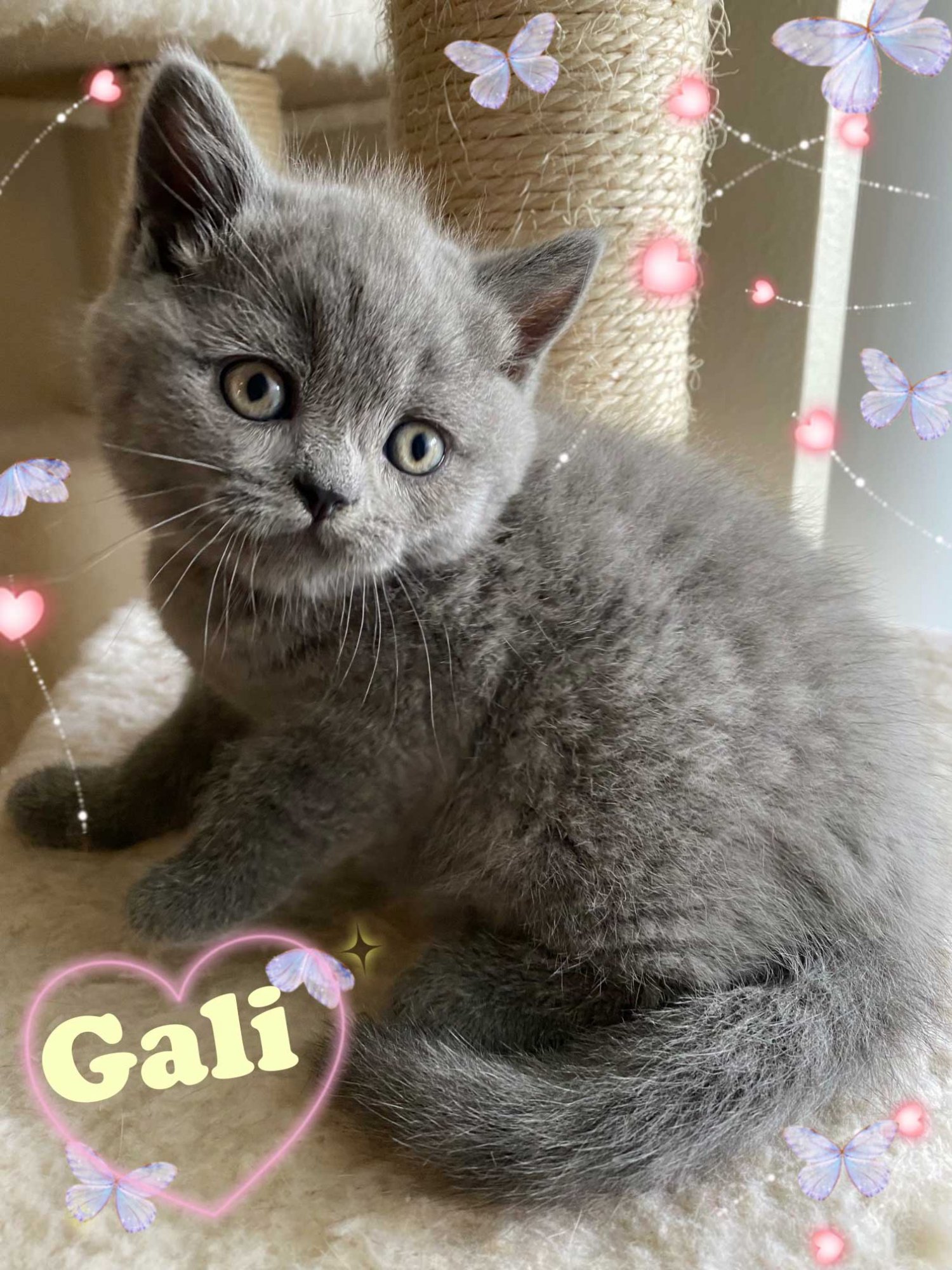 Galadriel6.jpg