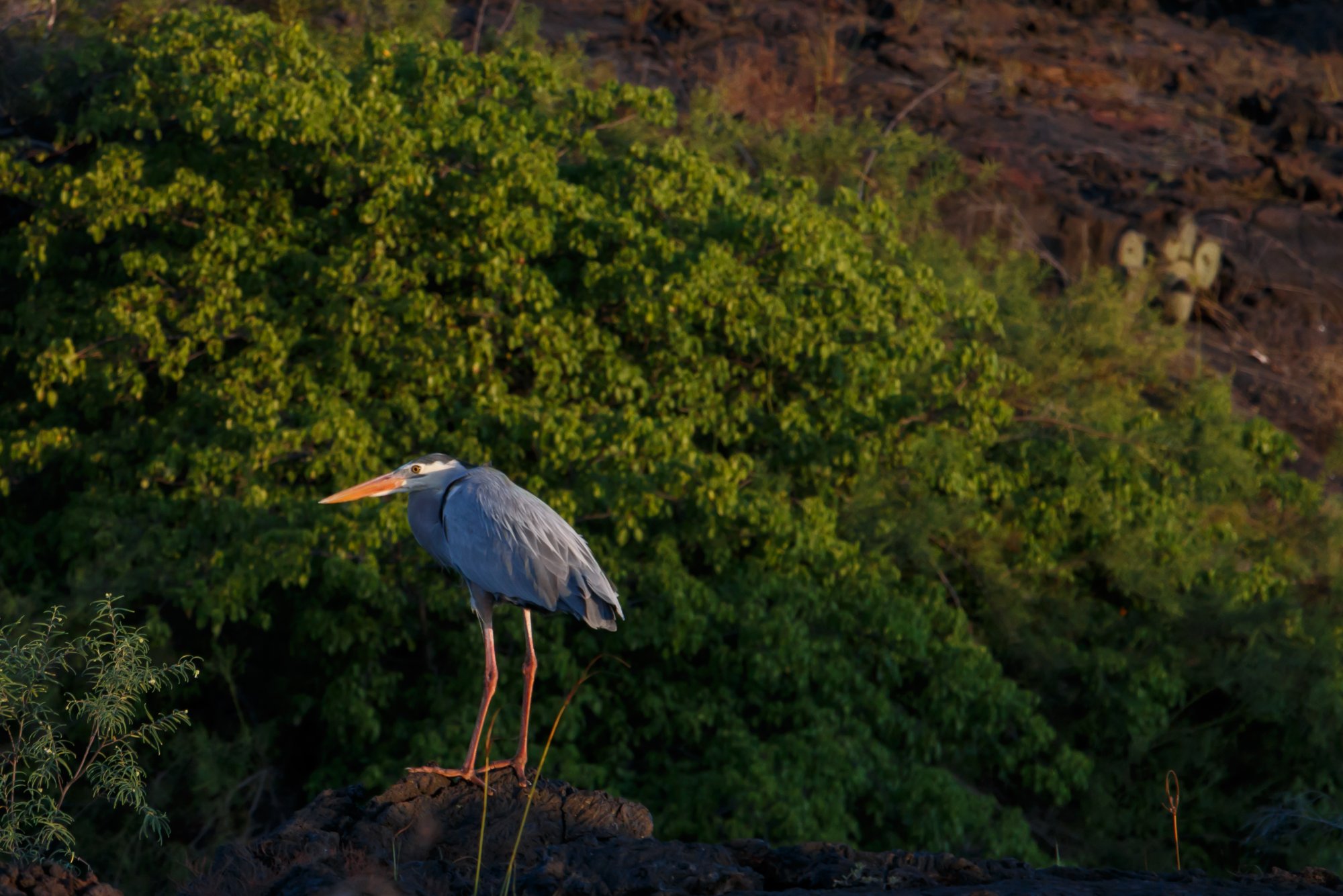 Galapagos_IMG_5435.jpg