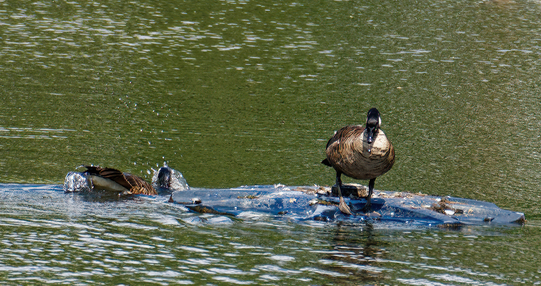 Geese Enjoying the Fountain Base.jpeg