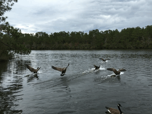 geese.gif