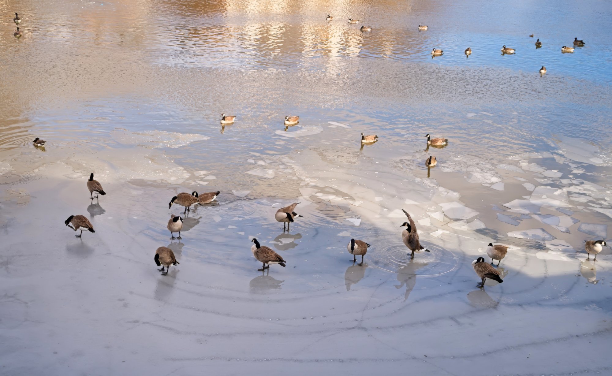 Geese Navigating Icy Territory.jpeg
