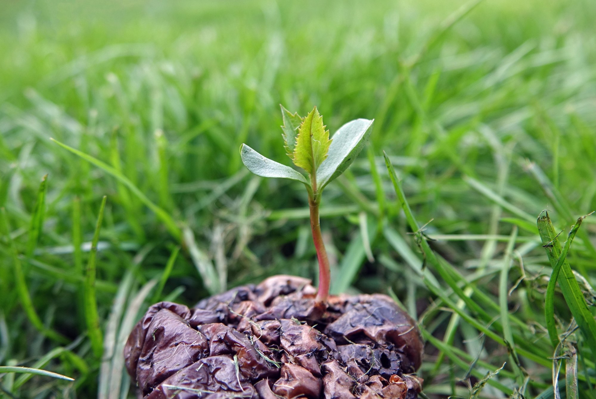 Germination.JPG
