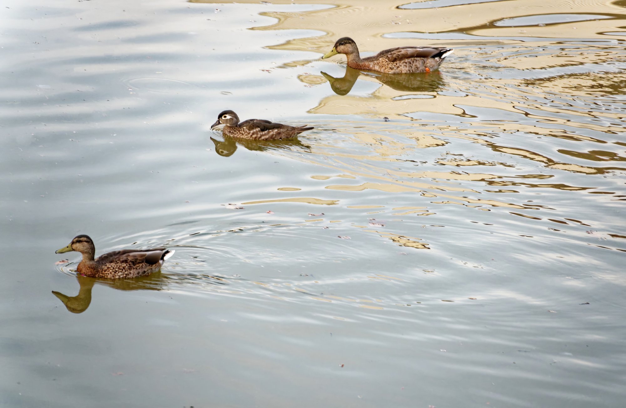 Getting Our Ducks All in a Row.jpeg