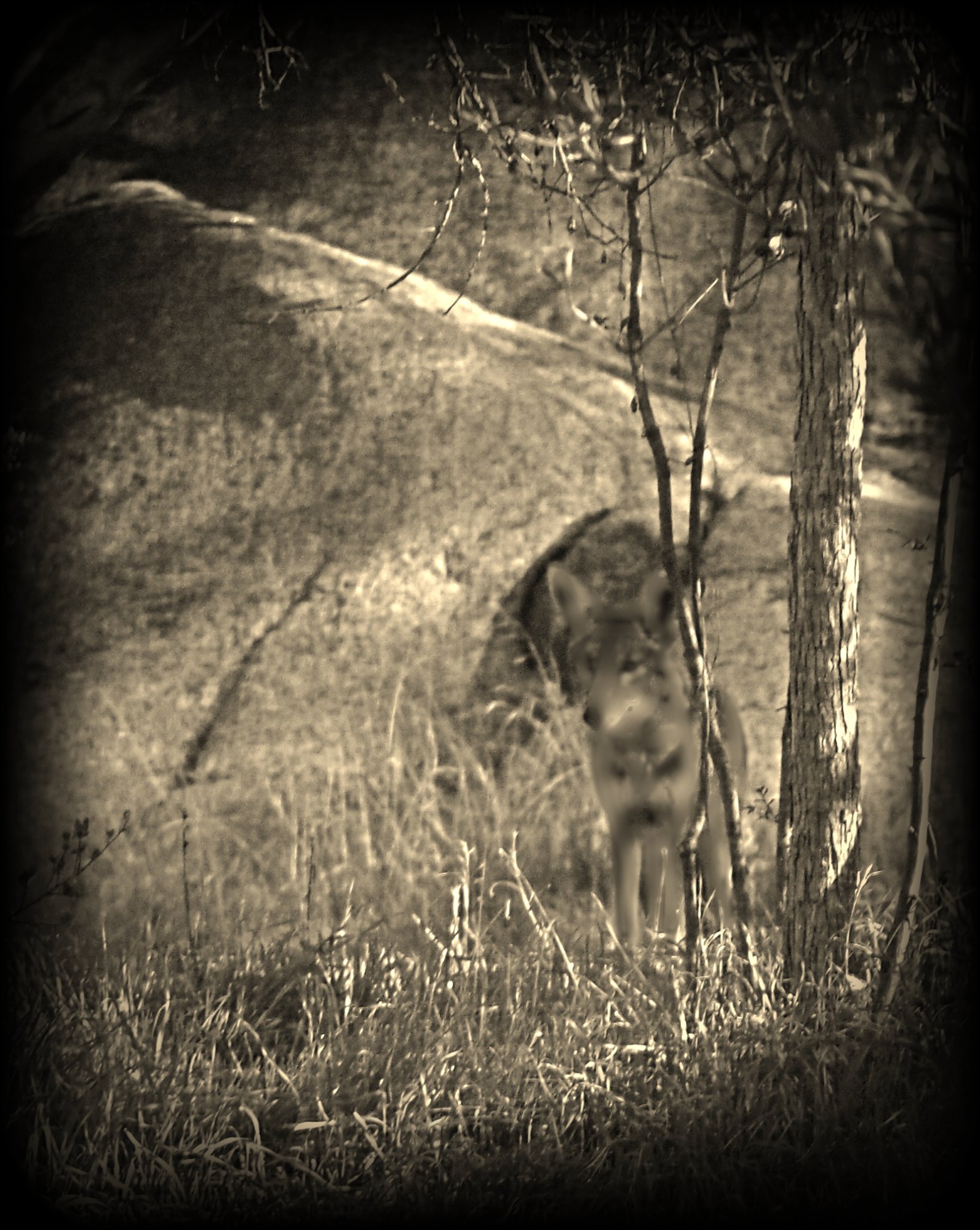 ghost coyote xbsepia.jpg