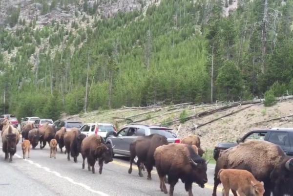 Giant-bison-herd-blocks-traffic-on-Yellowstone-road.jpg
