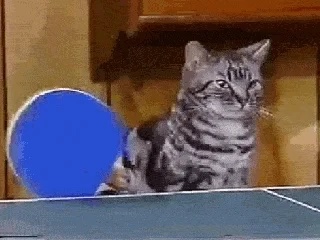 giphy.jpeg