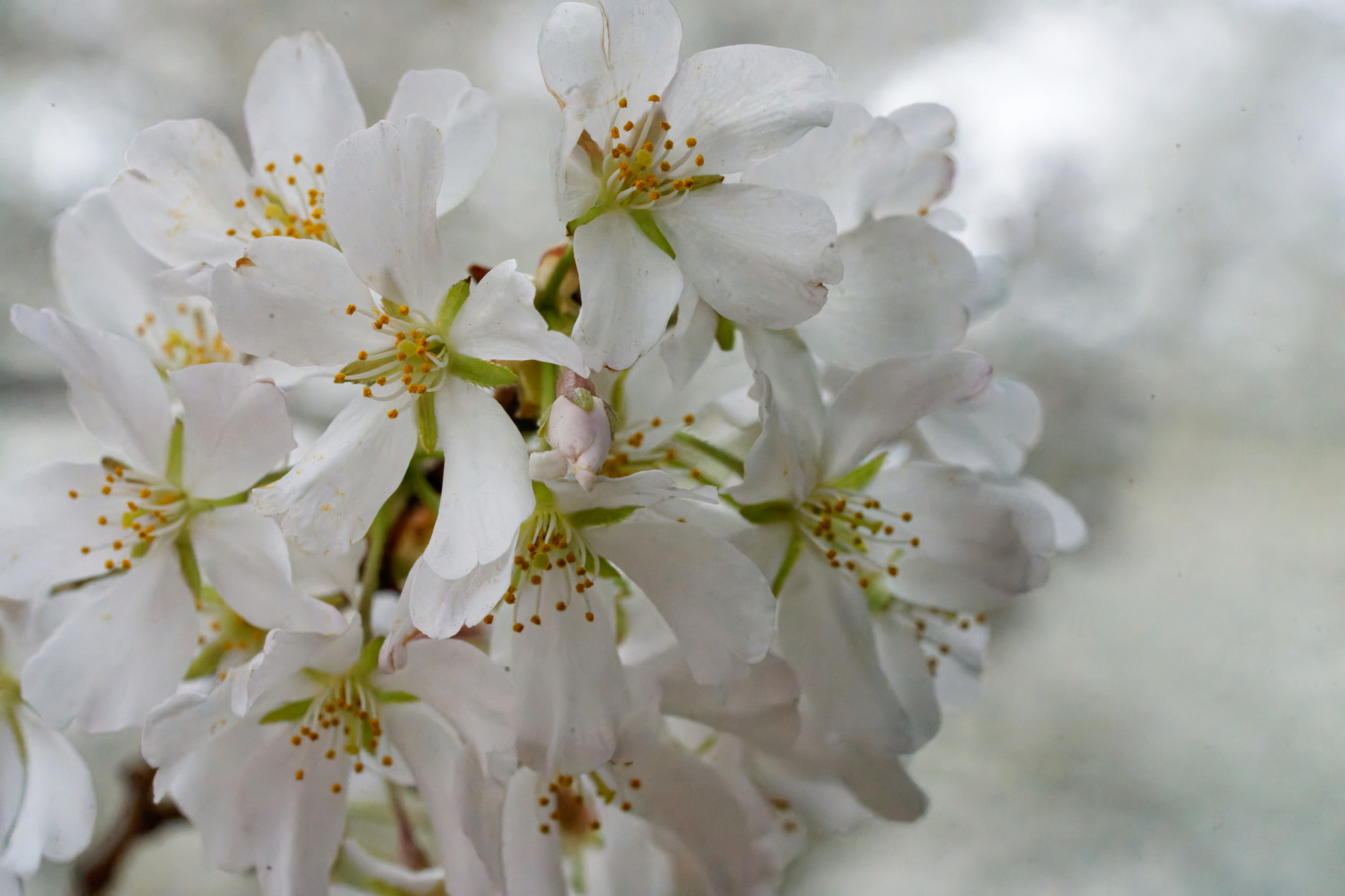 Glorious Blossoms.jpeg