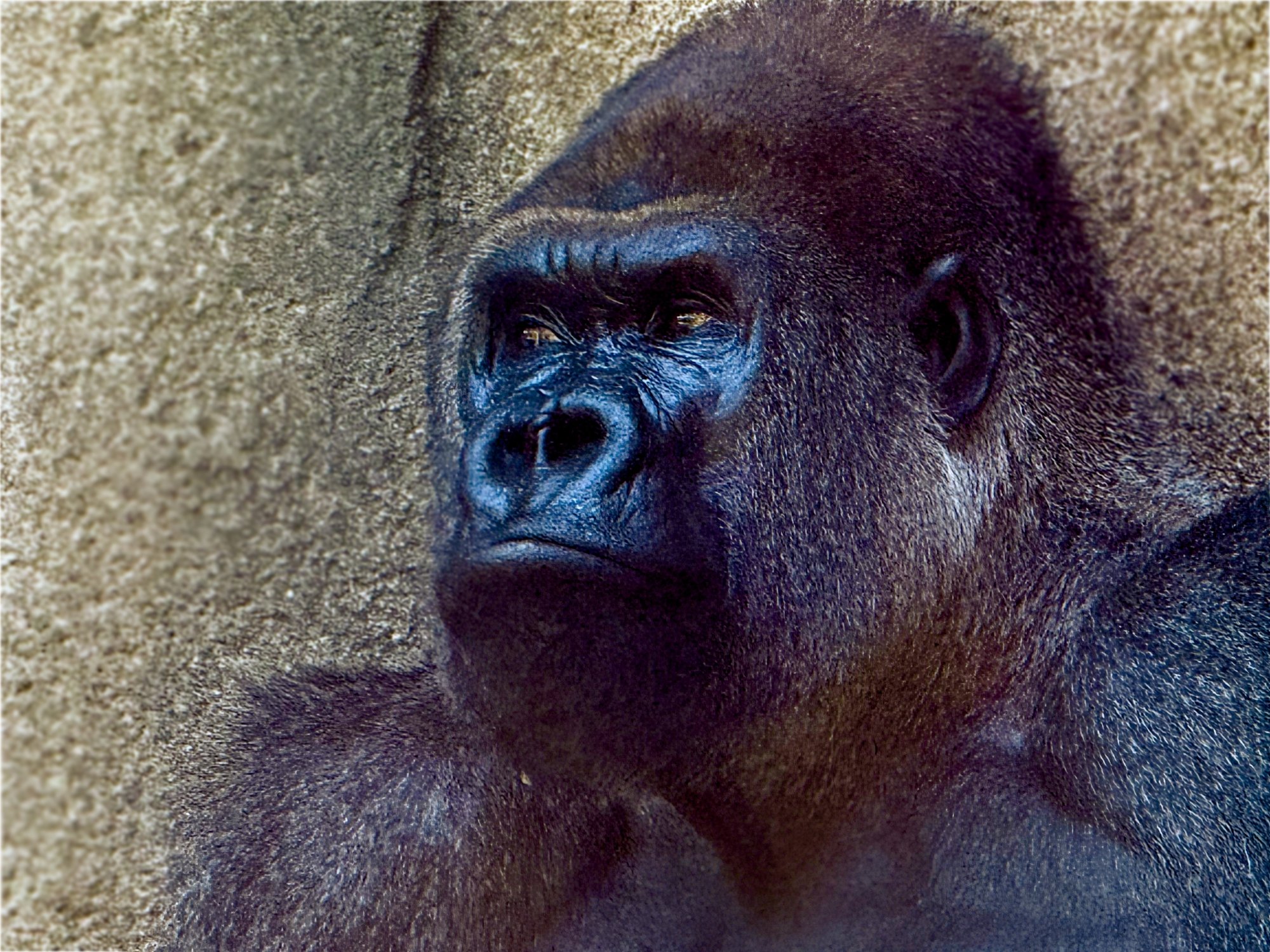 Gorilla.jpeg