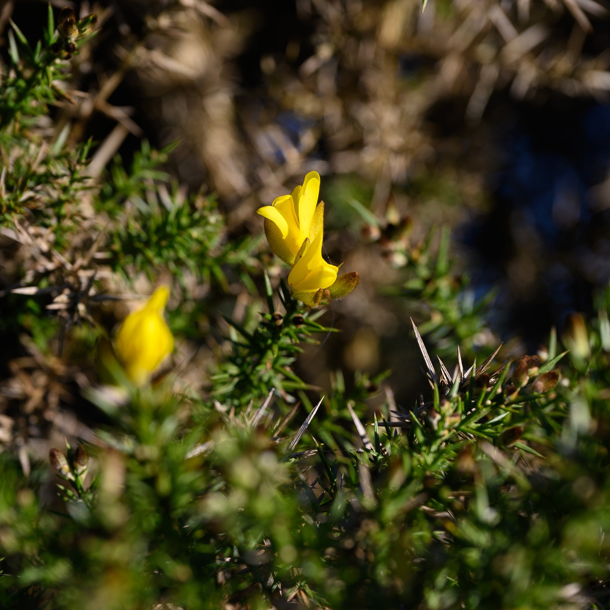 Gorse20251120-2.jpg