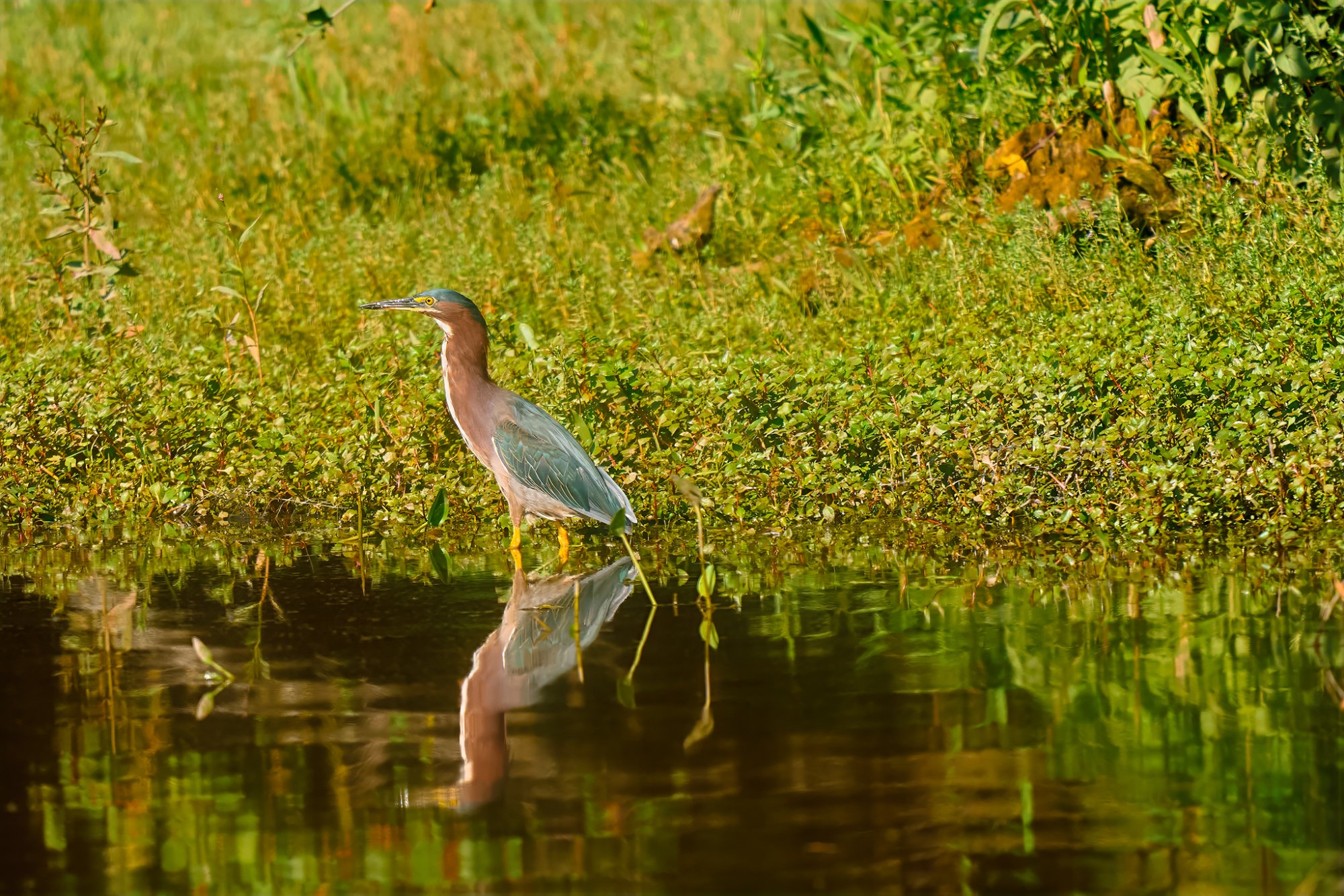 green-heron-0001-web.jpg