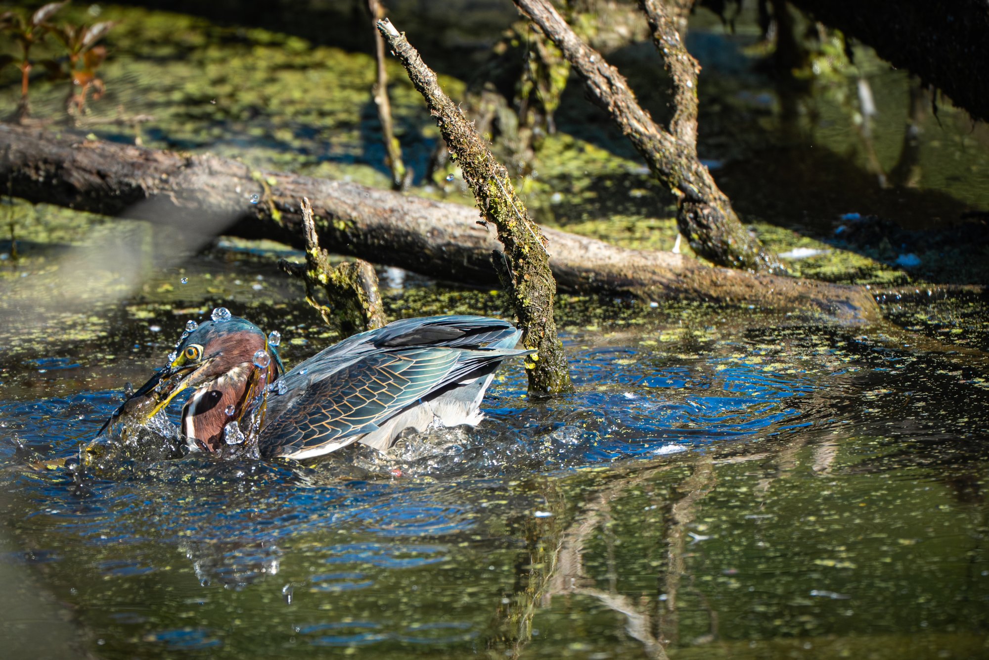 Green-Heron-006.jpg