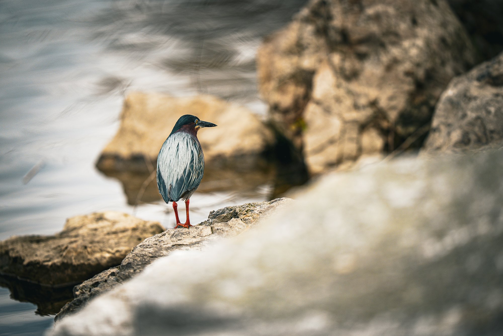 Green Heron-1.jpg
