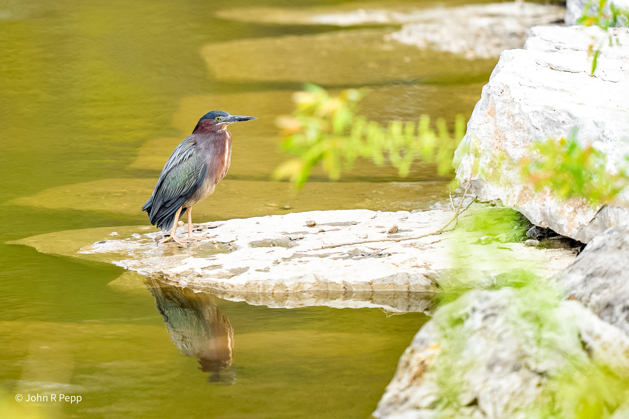 Green Heron-10.jpg