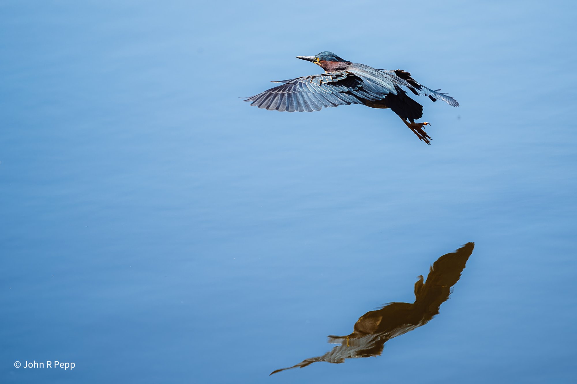 Green Heron-13.jpg