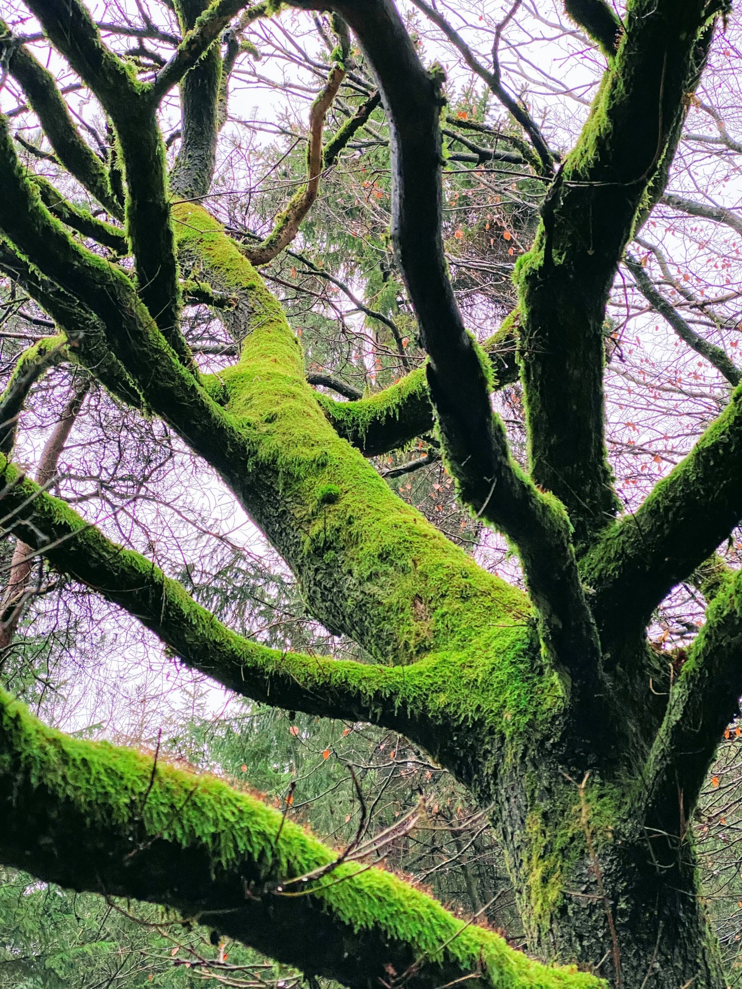 GreenMoss.JPG