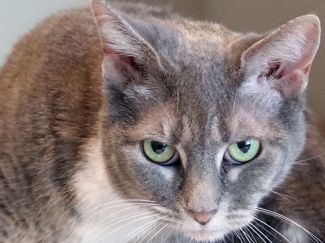 GreyCat.JPG