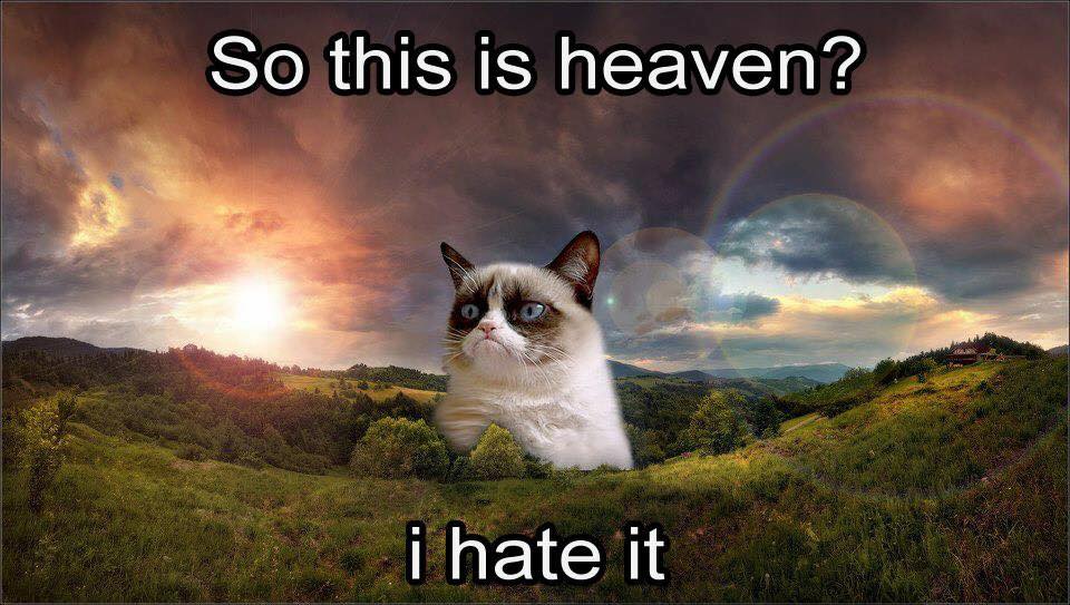 grumpy cat.jpg