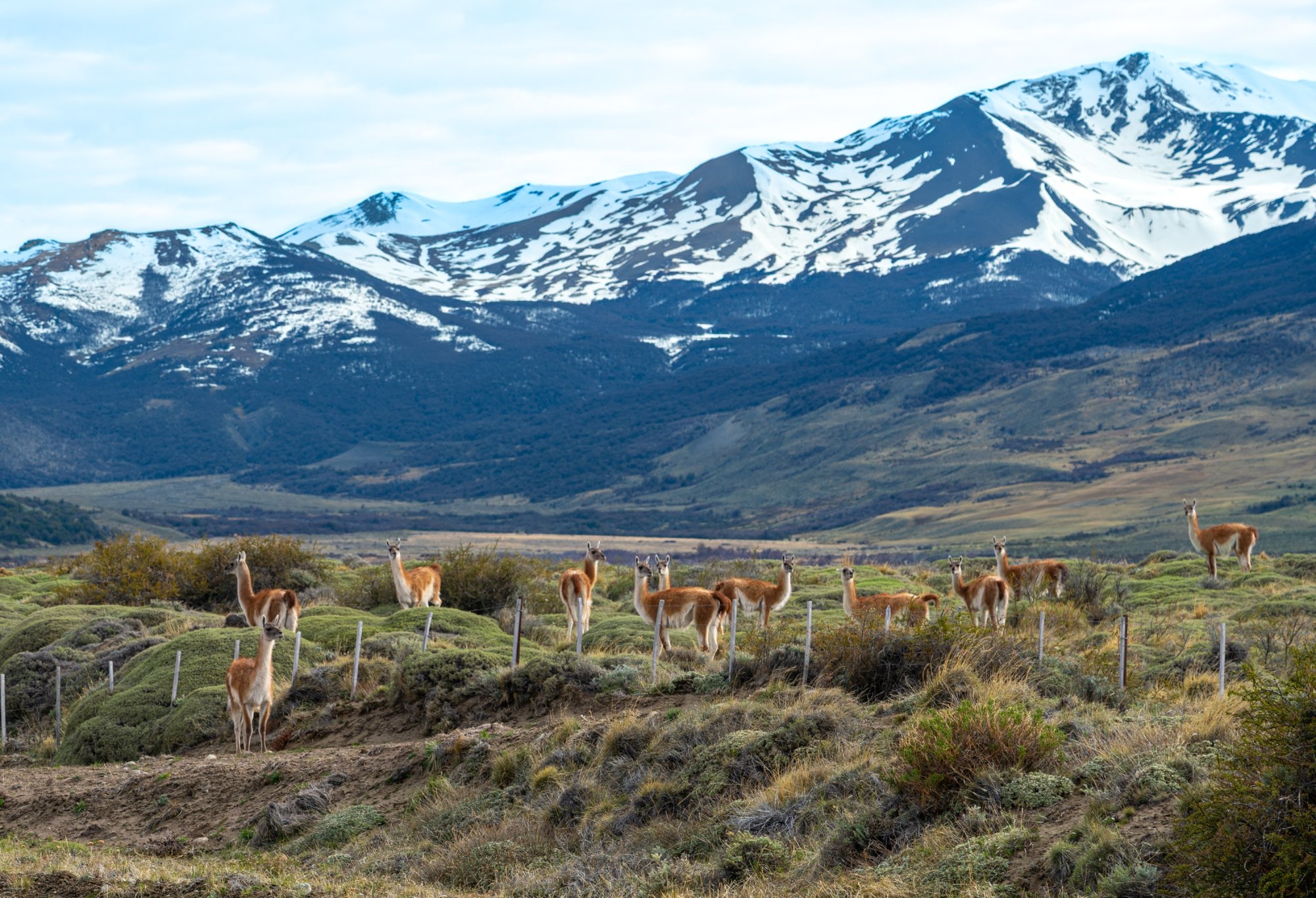 Guanacos.jpg