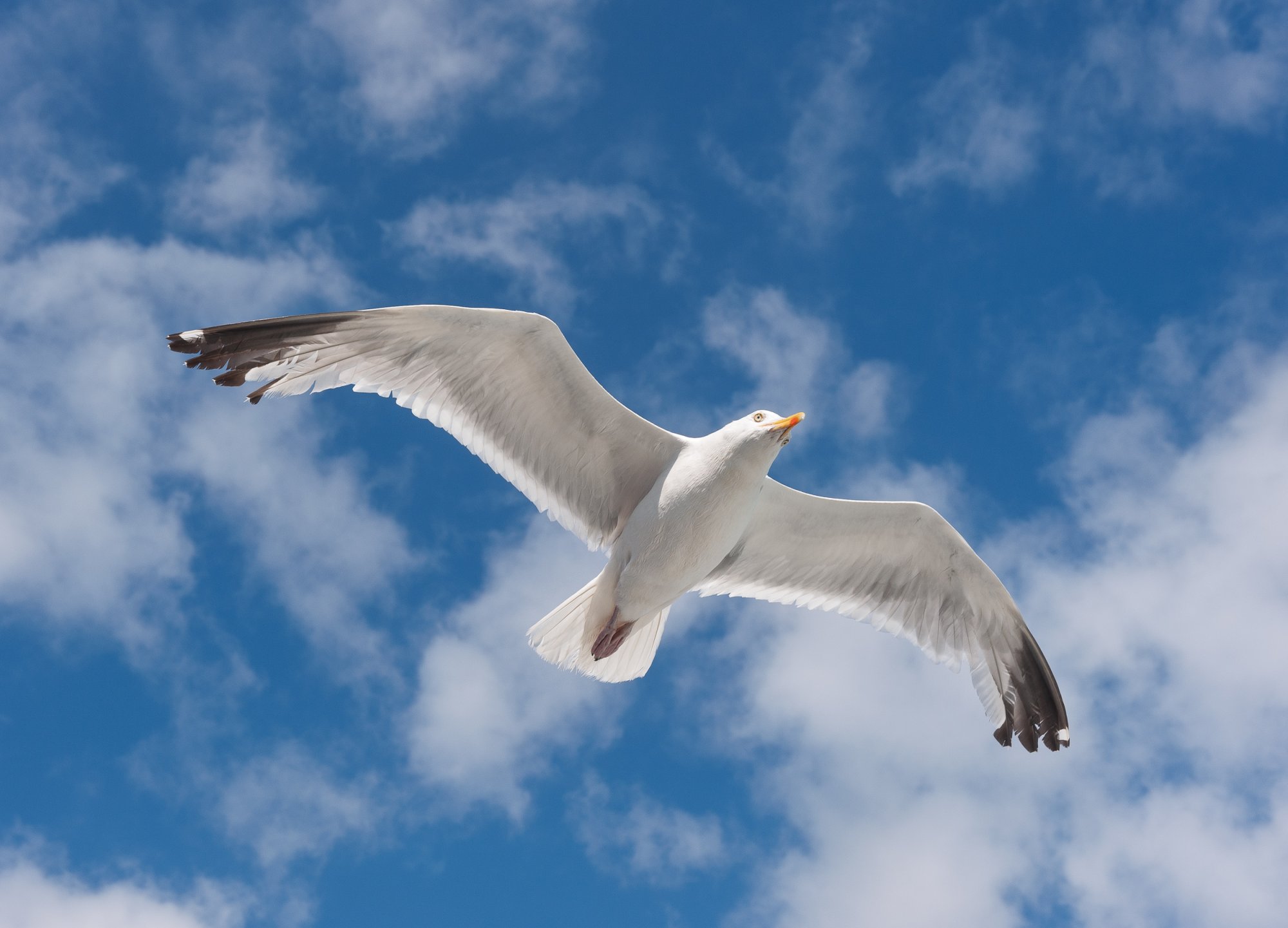 Gull20080817-2.jpg