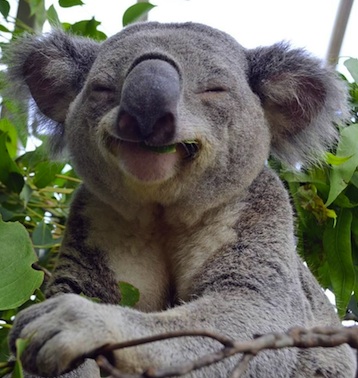 Happy-koalaSml.jpg
