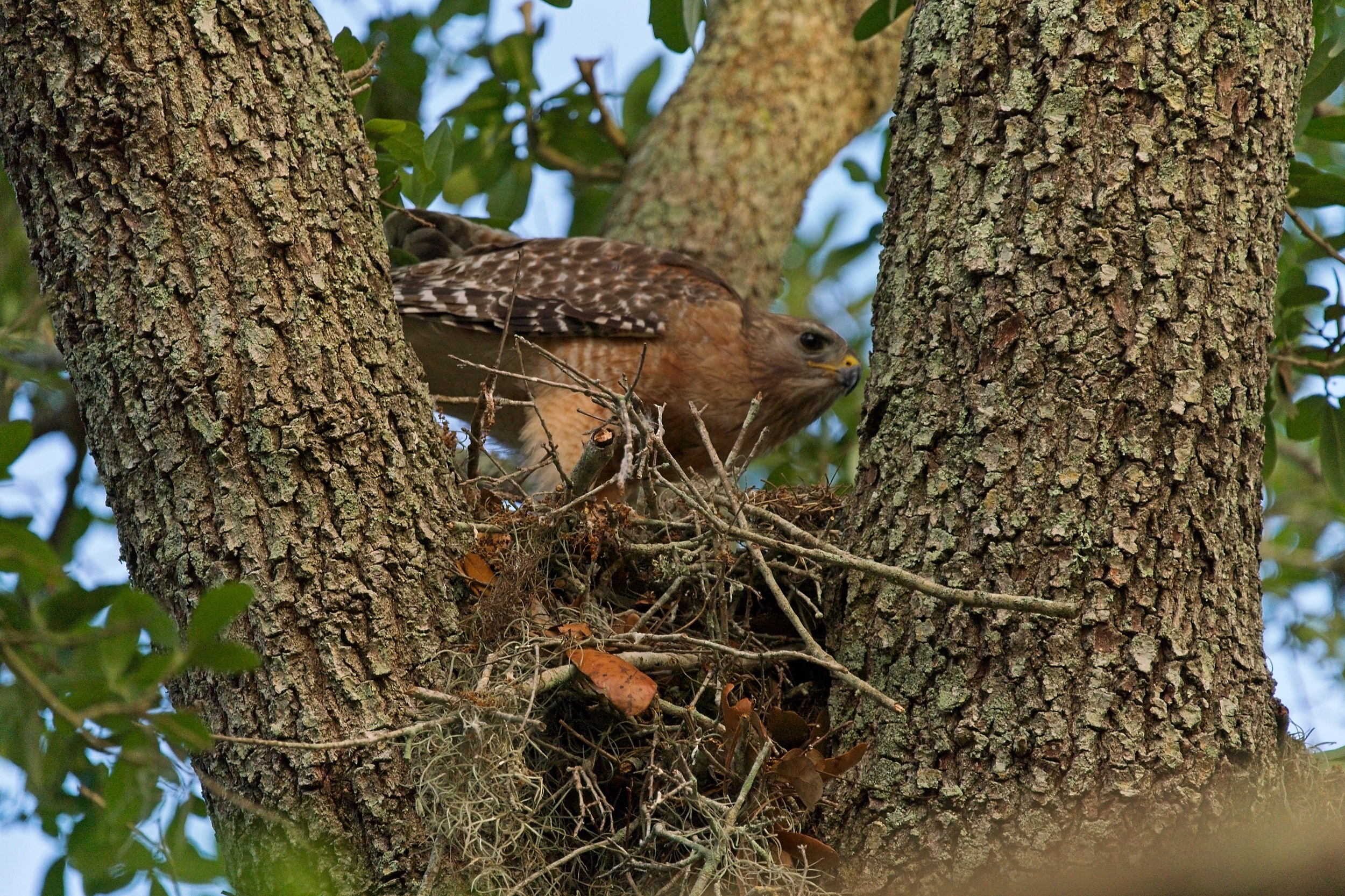Hawk Nest - 2500px0000.jpg