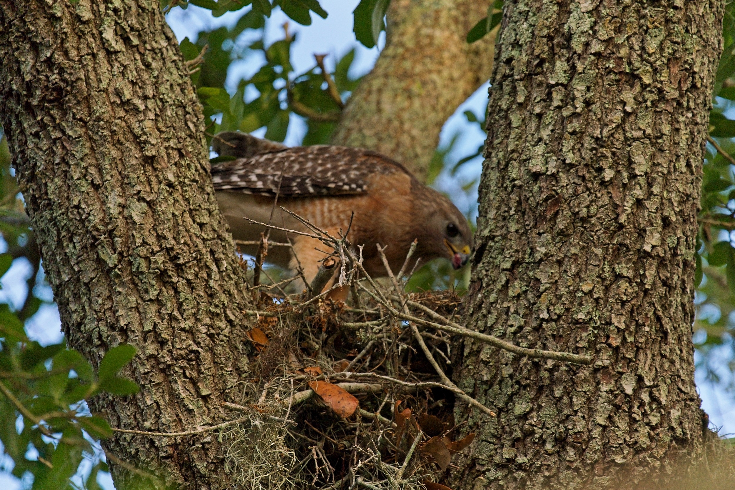 Hawk Nest - 2500px0001.jpg