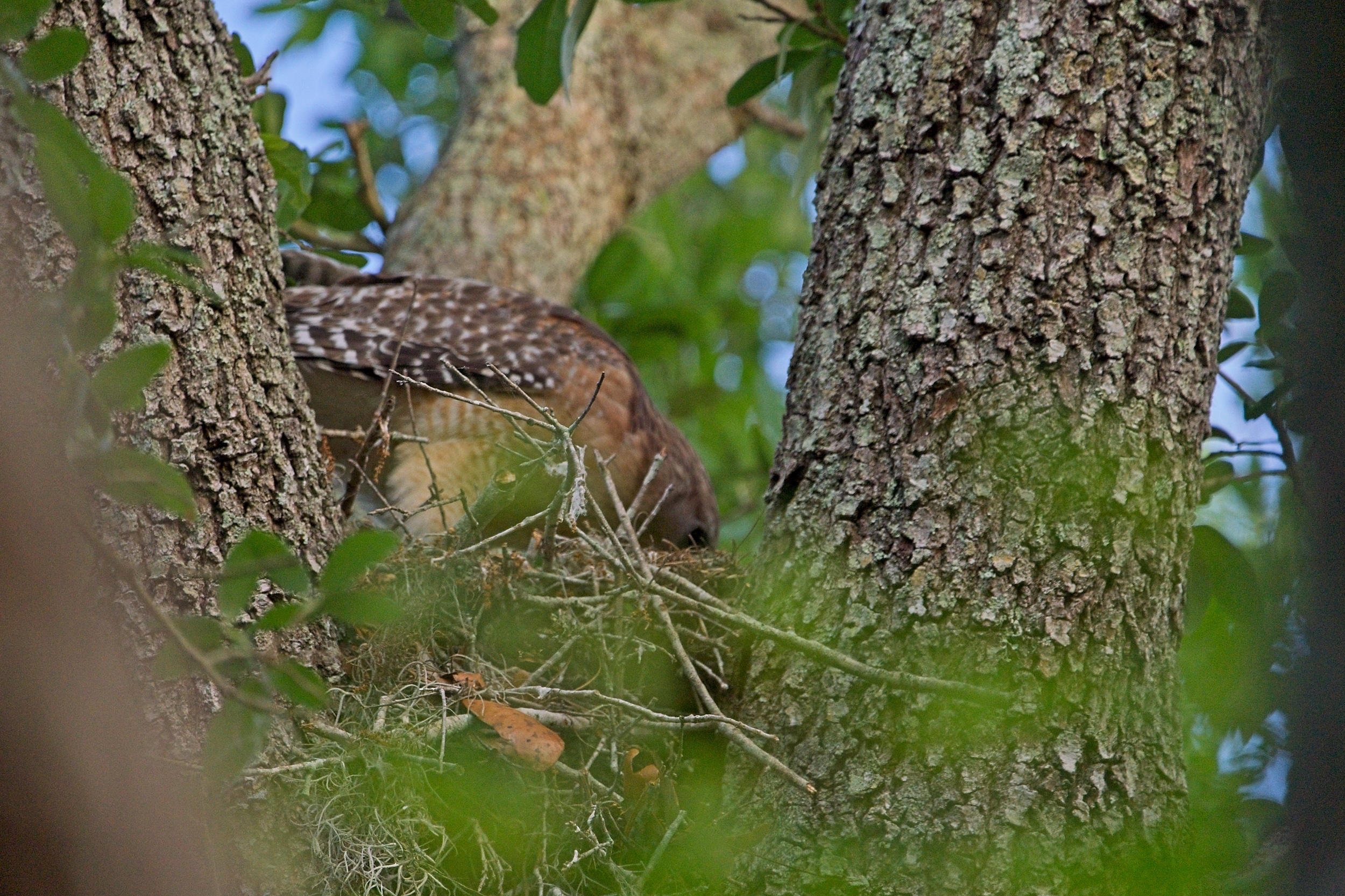 Hawk Nest - 2500px0002.jpg