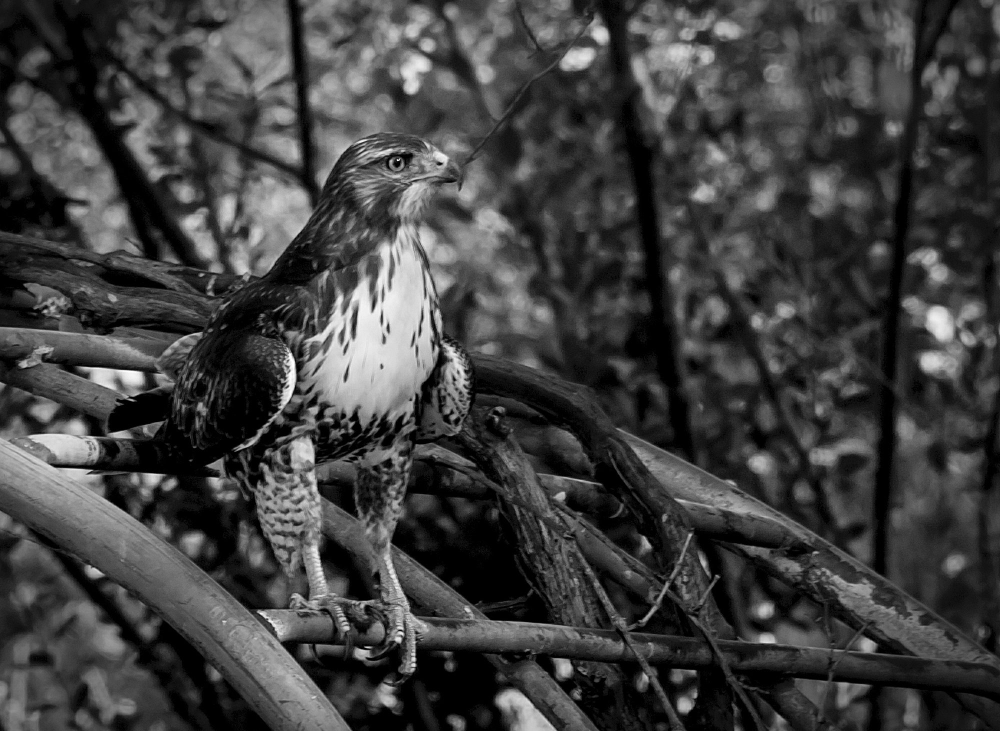 hawk on grape arbor 1452 9.8.22 xcrop2 bwv copy2.jpg
