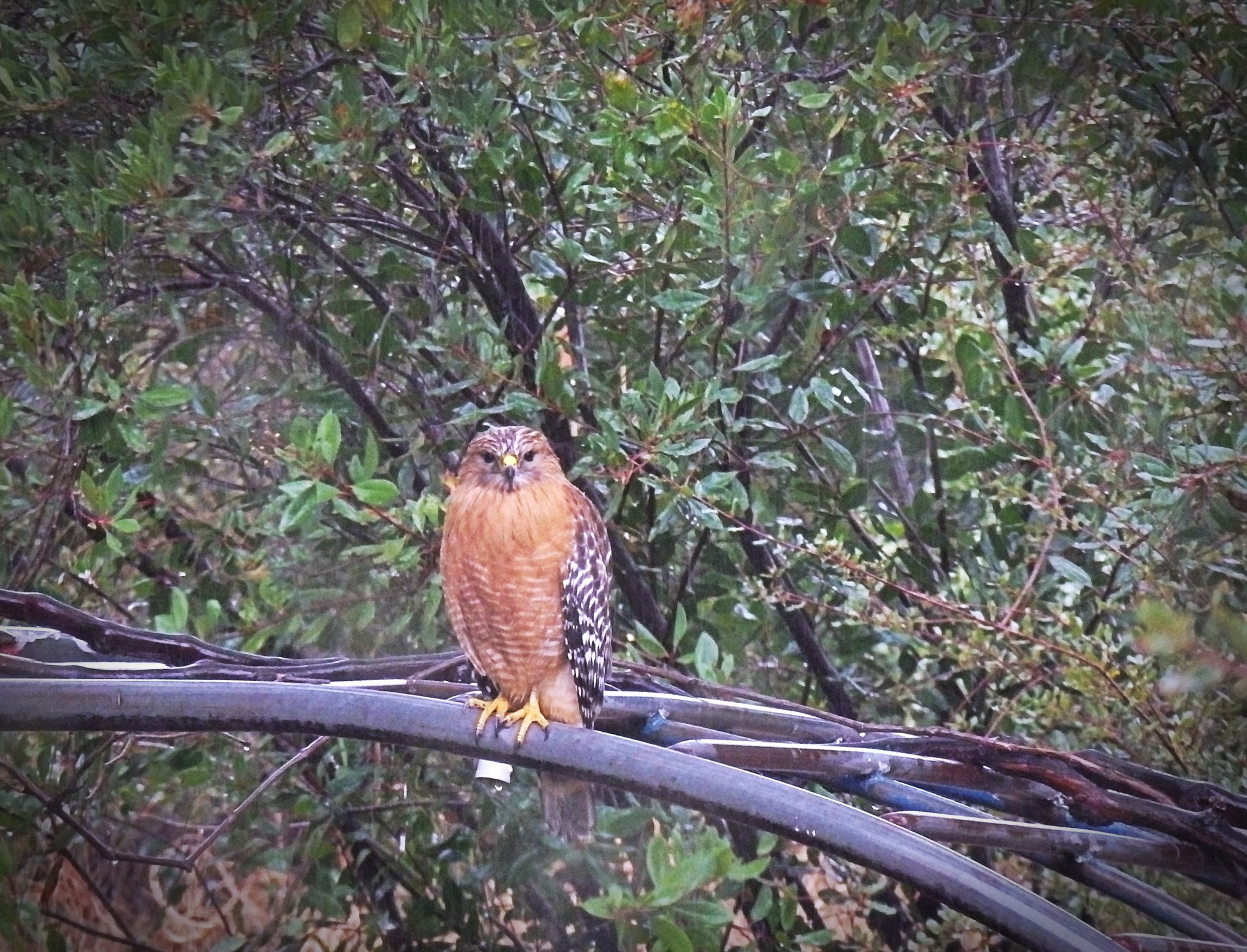 hawk on grape harbor in rain s2xv.jpg