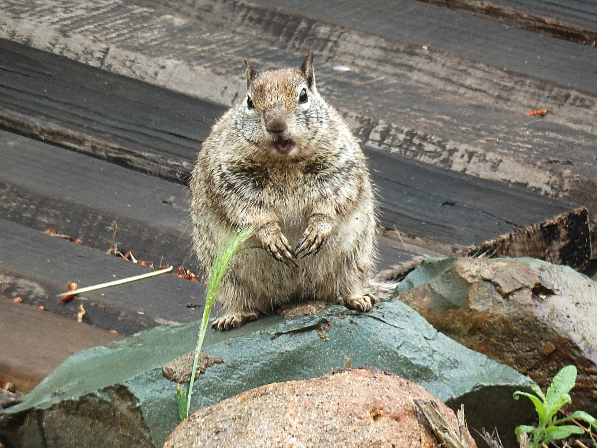 How dare you! I have NOT been in the bird seed..jpg