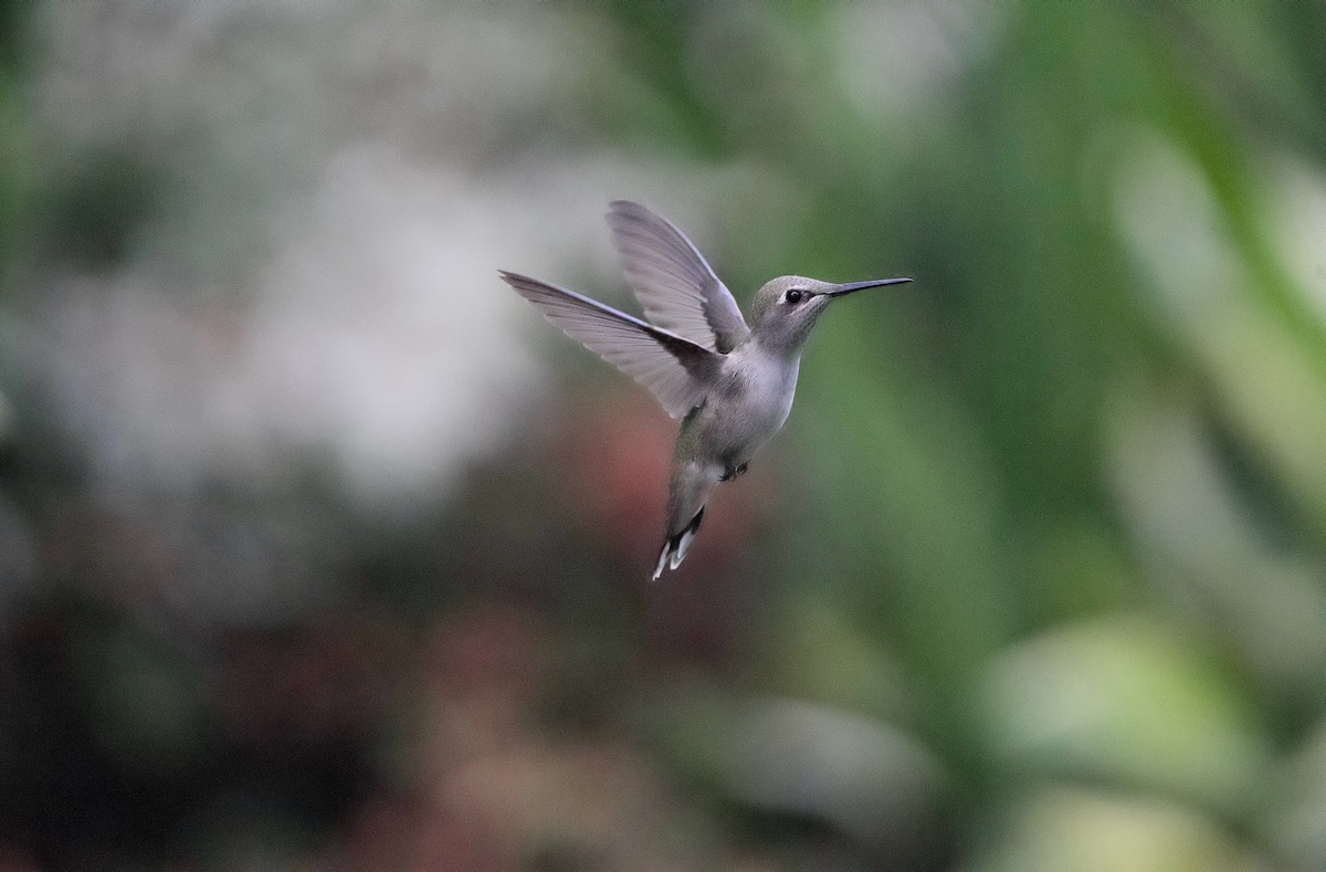 Hummingbird (1).jpeg