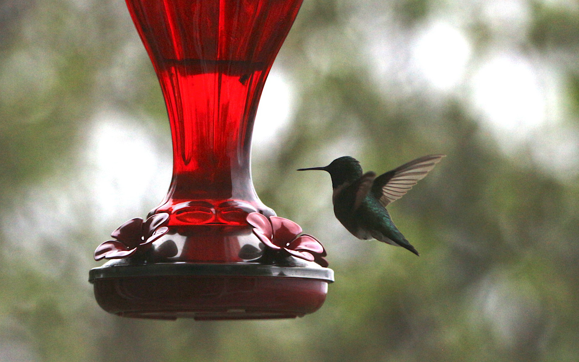 hummingbird June 3c.JPG