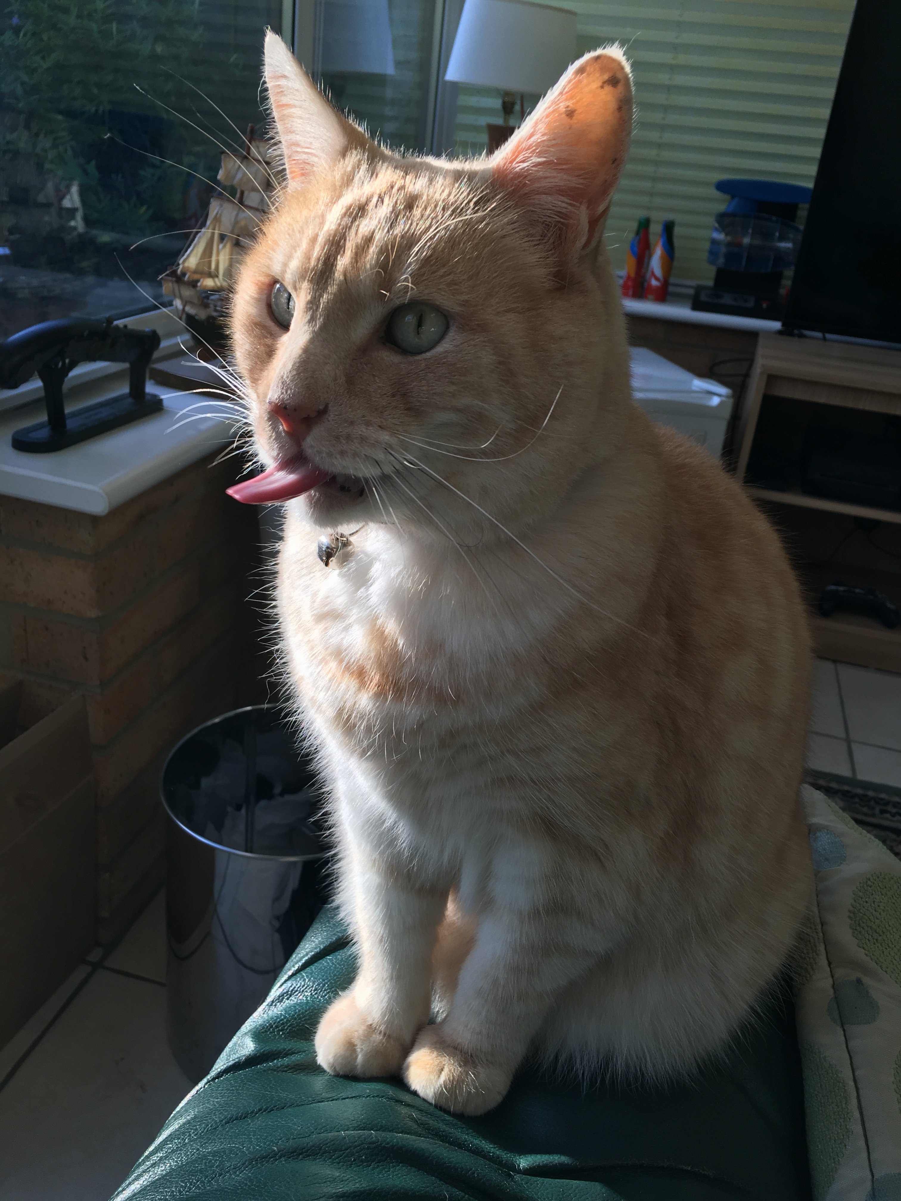 image.jpeg