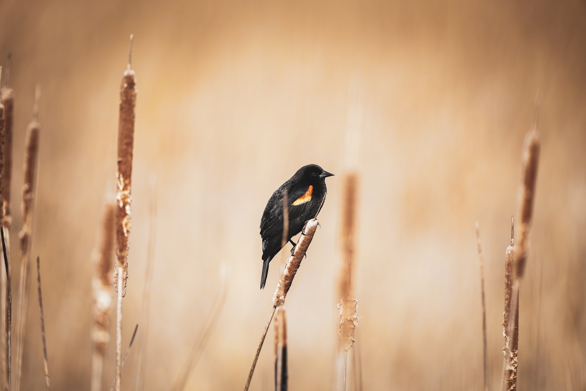 image-red-wing-blackbird-002.jpg