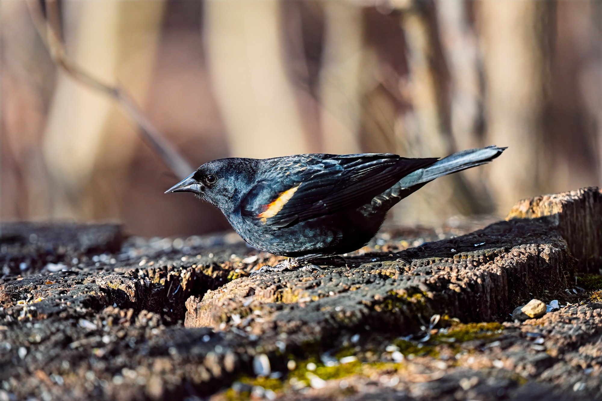 image-red-wing-blackbird.jpg