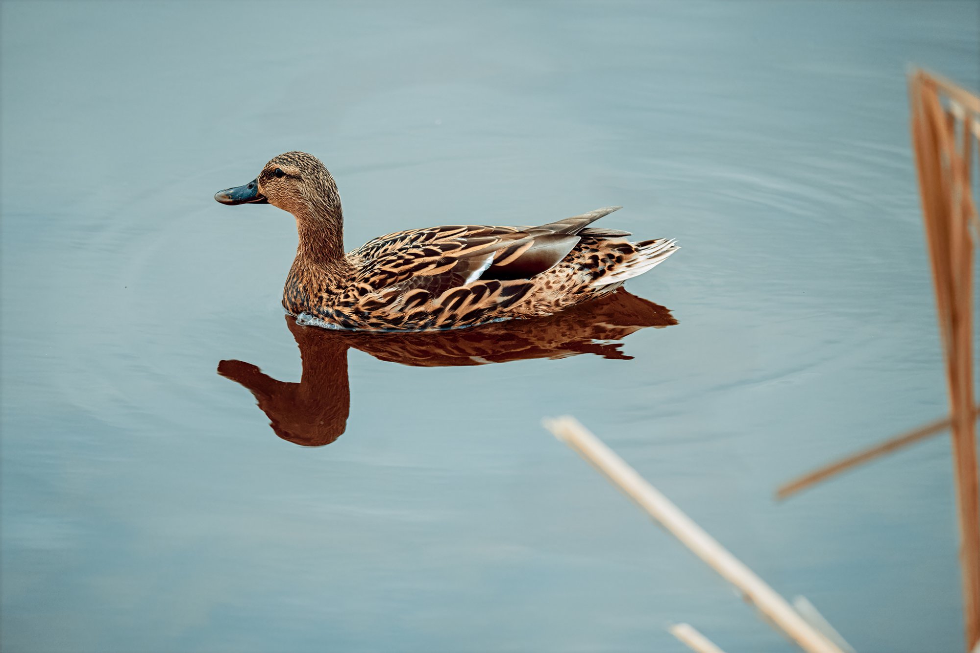 img-ducks-0002-web.jpg