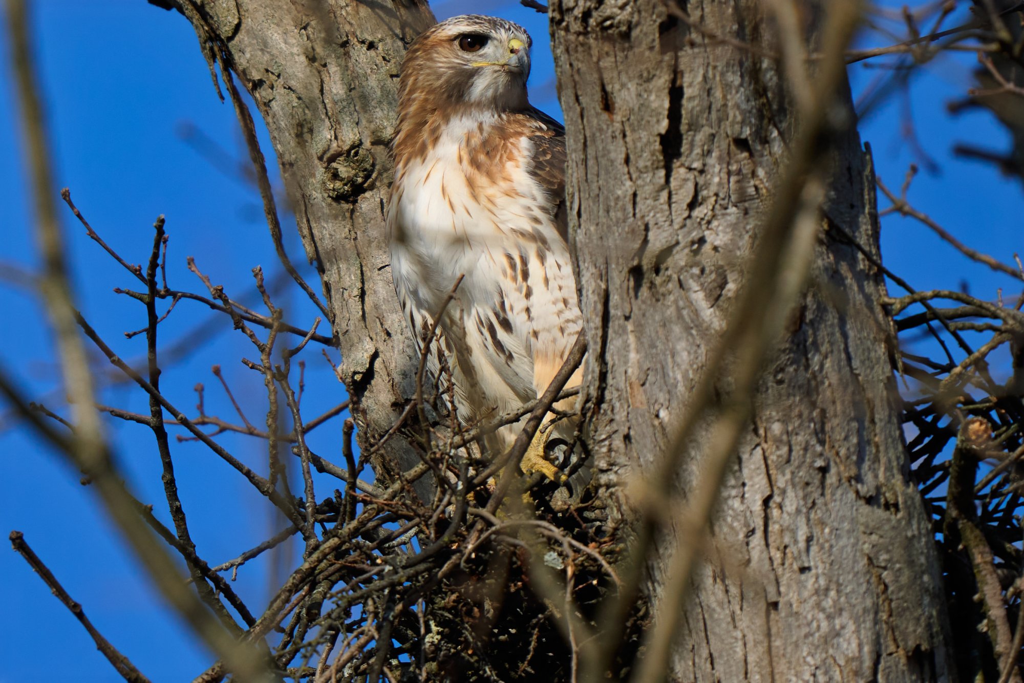 img-red-tailed-hawk-17-28-20.jpg