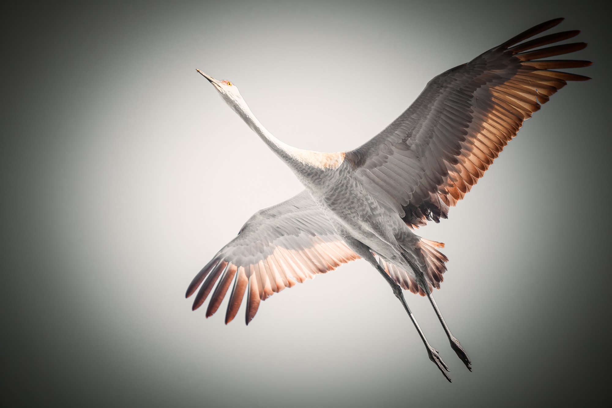 img-sandhill-crane-001.jpg