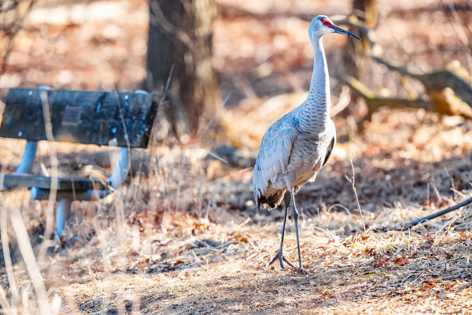 img-sandhill-crane-002.jpg