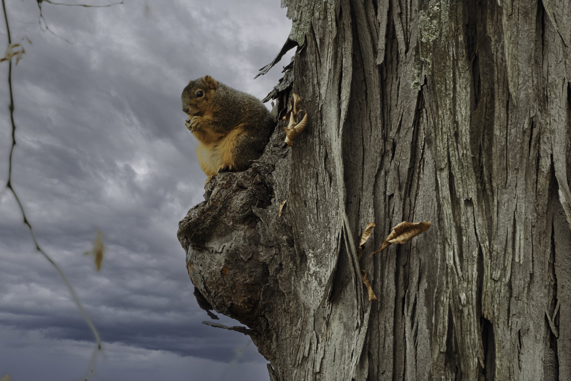 img-squirrel-001.jpg