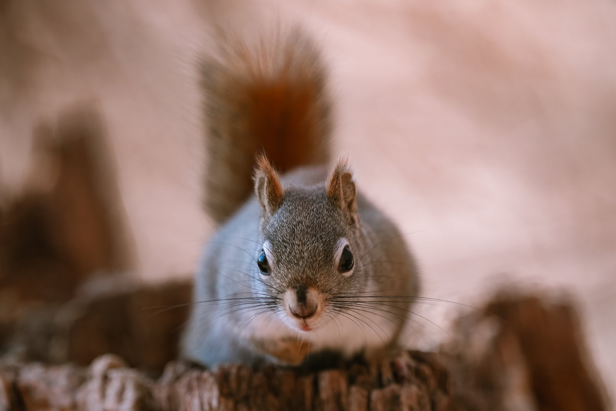 img-squirrel-001.jpg